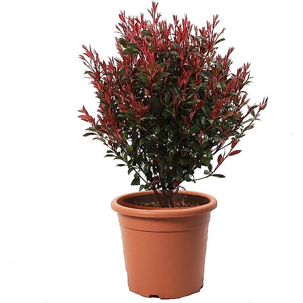 KENTIS Photinia x Fraseri Robusta Compacta Sphere H 70/80 cm Topf Ø 30 cm günstig online kaufen