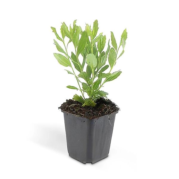 Exotenherz Zierstaude Wilde Aster Aster Ageratioides Ashvi 9cm Topf Set mit günstig online kaufen