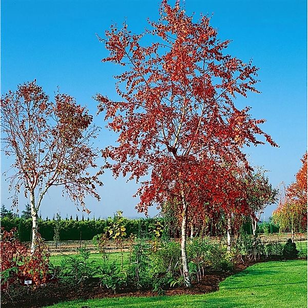 Betula Pendula Royal Frost Hängebirke Rotbraunes Laub 30–40 cm günstig online kaufen