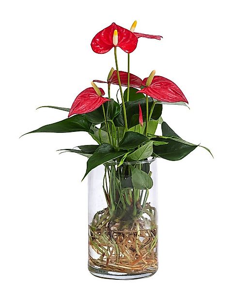Dehner Zimmerpflanze Waterplant Flamingoblume, Anthurium Red Champion, Ø 9 günstig online kaufen