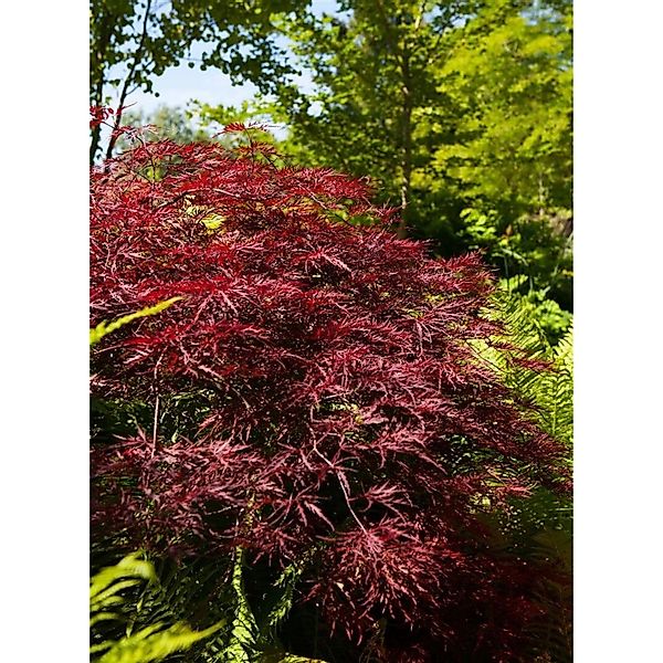 Acer Palmatum Red Pygmy Japanischer Ahorn Rot 80–100 cm günstig online kaufen