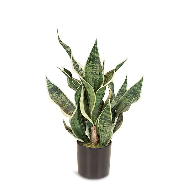 Sansevieria Bogenhanf Kunstpflanze, Höhe 55 cm günstig online kaufen