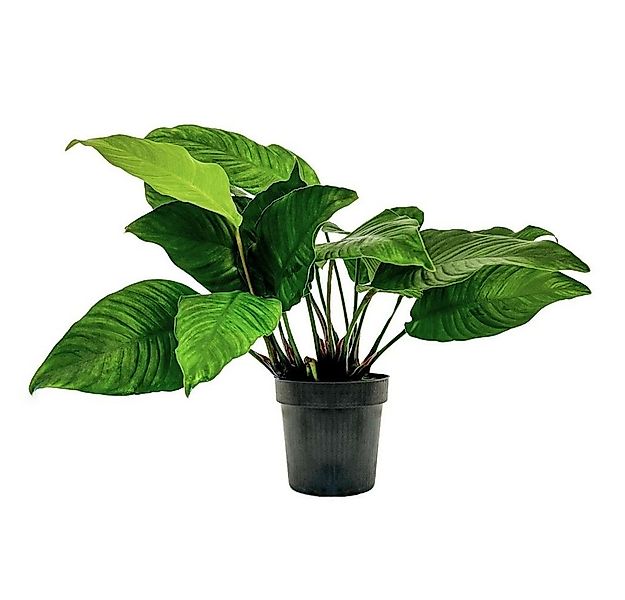 Aquaone Wasserpflanze Mutterpflanze Aquariumpflanze Anubias heterophylla To günstig online kaufen