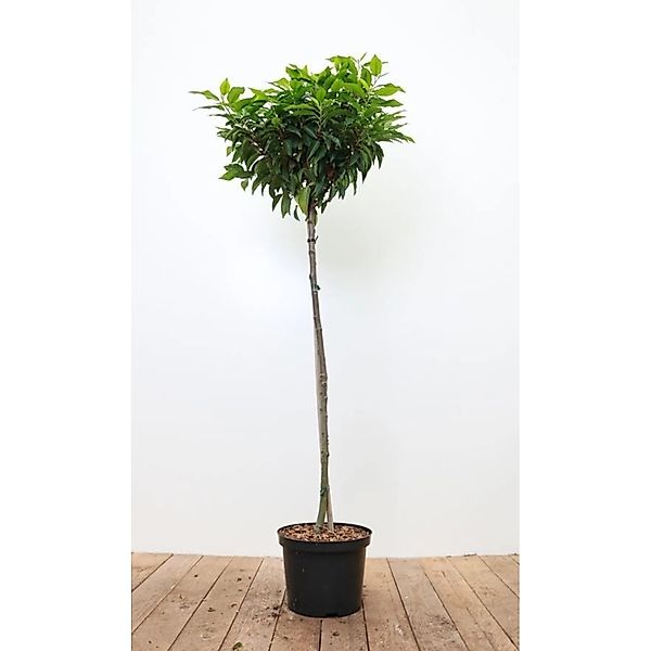 Prunus lusitanica 'Angustifolia' 80 cm Stammhöhe günstig online kaufen
