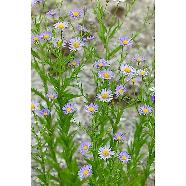 Kalimeris Incisa Feinstrahlaster Ca. 9x9 cm Topf günstig online kaufen