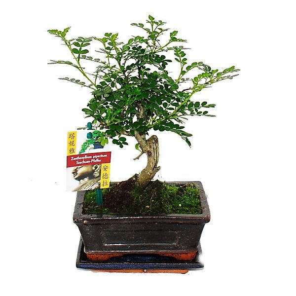 Exotenherz Bonsai Szechuan-Pfeffer Zanthoxylum Piperitum ca. 6 Jahre Kugelf günstig online kaufen