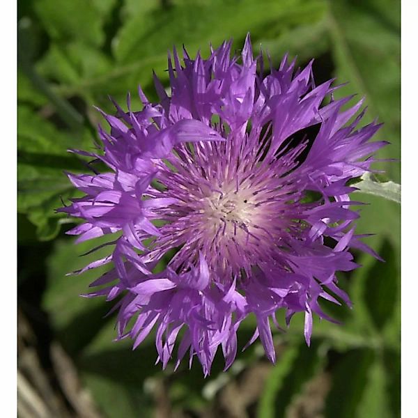 Flockenblume - Centaurea dealbata günstig online kaufen