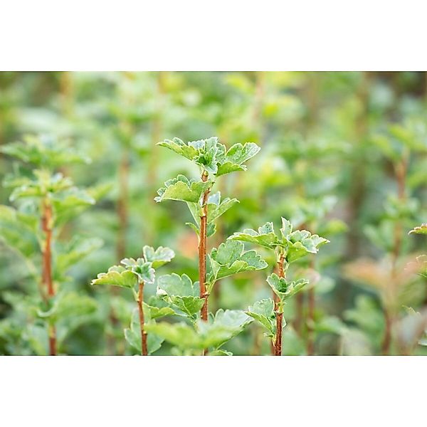 Ribes alpinum 'Schmidt' 60-100 cm günstig online kaufen