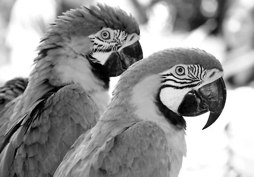 Papermoon Fototapete »Papagei Schwarz & Weiß« günstig online kaufen