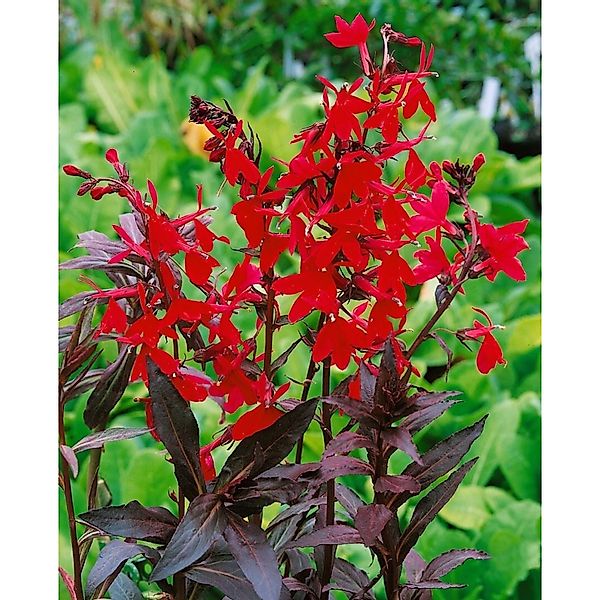Lobelia Splendens Kardinalslobelie Ca. 9x9 cm Topf günstig online kaufen