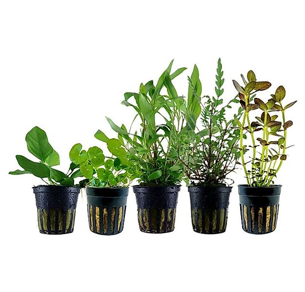 Aquaone Wasserpflanze Pflanzen Set mit 5 Einsteiger Wasserpflanzen Nr.216 günstig online kaufen