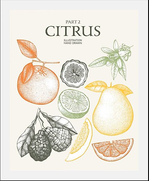 queence Bild "Citrus", (1 St.), gerahmt günstig online kaufen