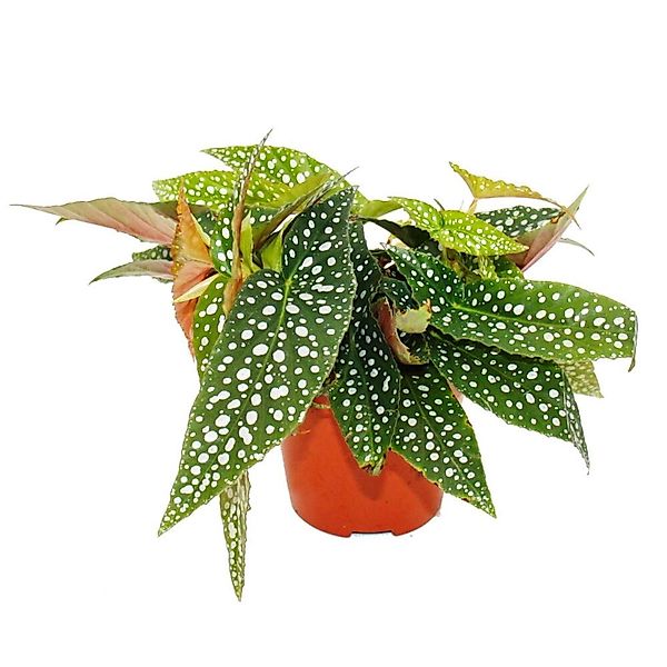 Exotenherz Doppelpunktbegonie Begonia Maculata Double Dot 12cm Topf günstig online kaufen