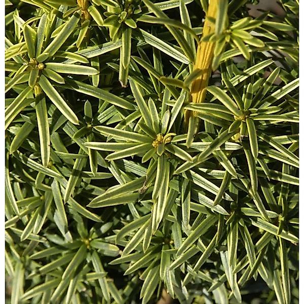 Gelbe Adlerschwingen Eibe 30-40cm - Taxus baccata Aureovariegata günstig online kaufen