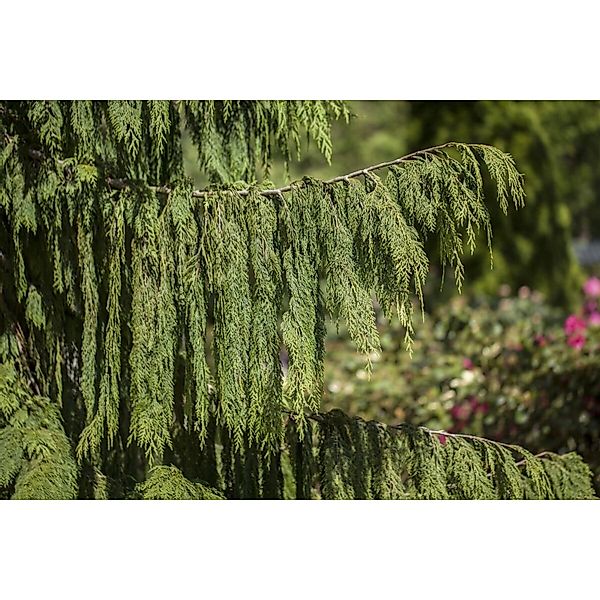 Chamaecyparis Nootkatensis Pendula Nootka-Scheinzypresse 100–125 cm günstig online kaufen