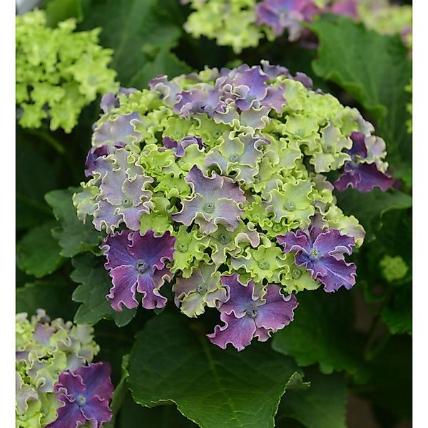 Bauernhortensie Curly Sparkle Blue Purple 30-40cm - Hydrangea macrophylla günstig online kaufen