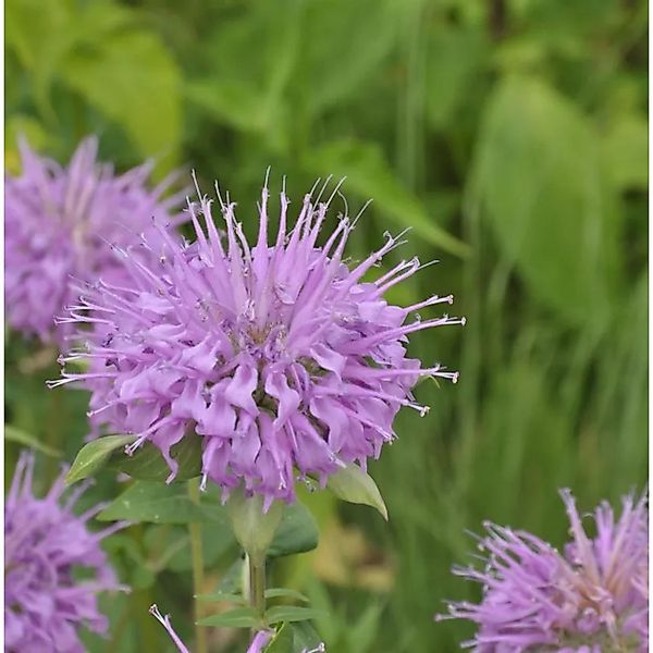 Bergamot Indianernessel - Monarda fistulosa günstig online kaufen