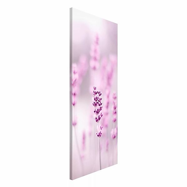 Magnettafel Zartvioletter Lavendel günstig online kaufen