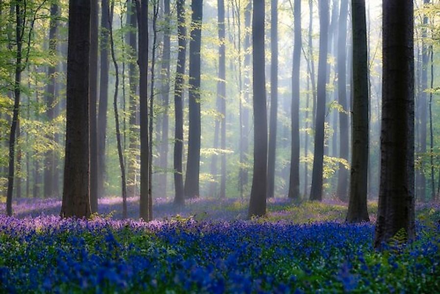 Papermoon Fototapete »Photo-Art ADRIAN POPAN, WALD MIT BLAUER BLUMENWIESE« günstig online kaufen