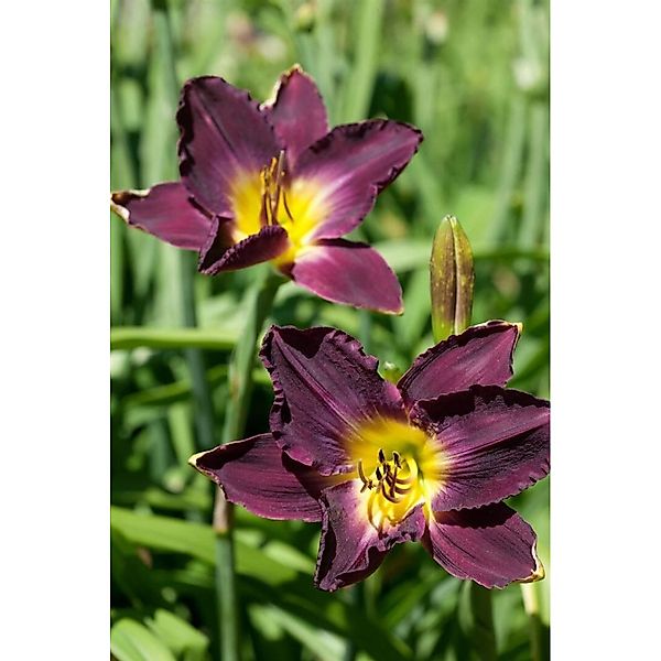 Hemerocallis X Cult. Strutter's Ball Taglilie Ca. 11x11 cm Topf günstig online kaufen