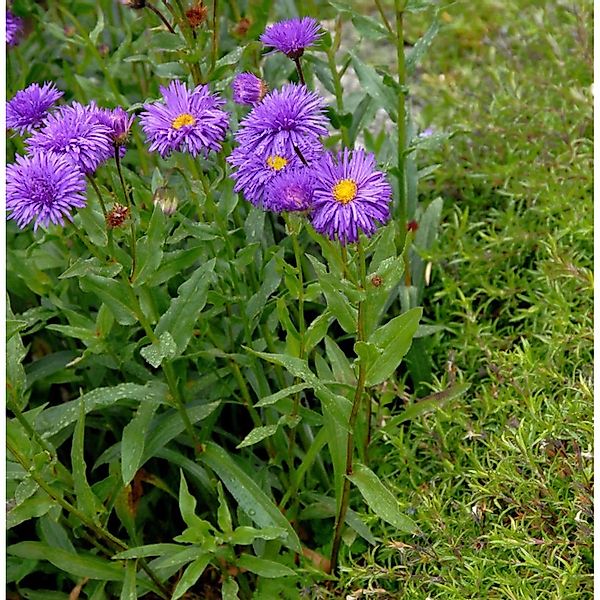 Alpenaster Dunkle Schöne - Aster alpinus günstig online kaufen