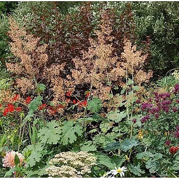 Federmohn Kelway´s Coral Plum - Macleaya micocarpa günstig online kaufen