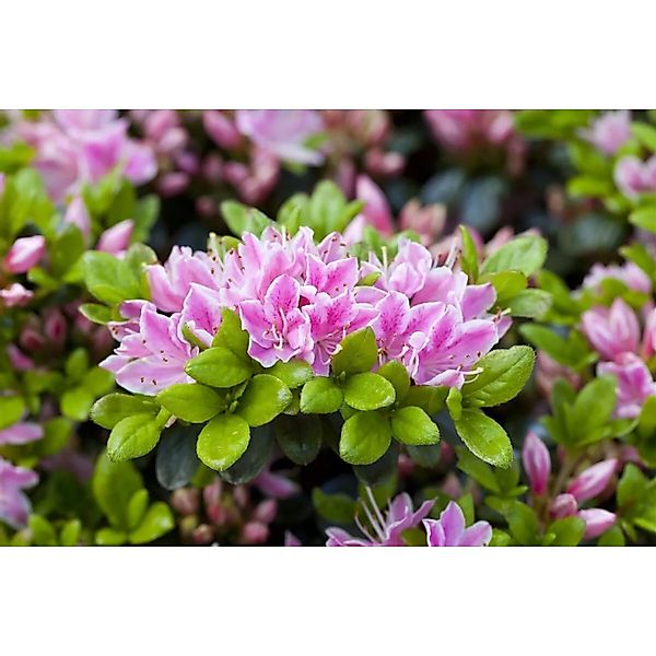 Rhododendron Obtusum Rokoko Azalee Rosa Blüten 30–40 cm günstig online kaufen