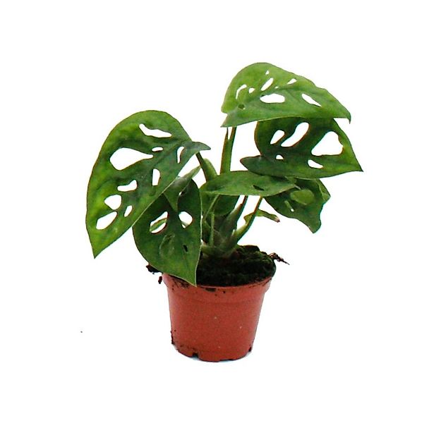 Exotenherz Zimmerpflanze Mini-Pflanze Monstera Monkey Mask Fensterblatt im günstig online kaufen