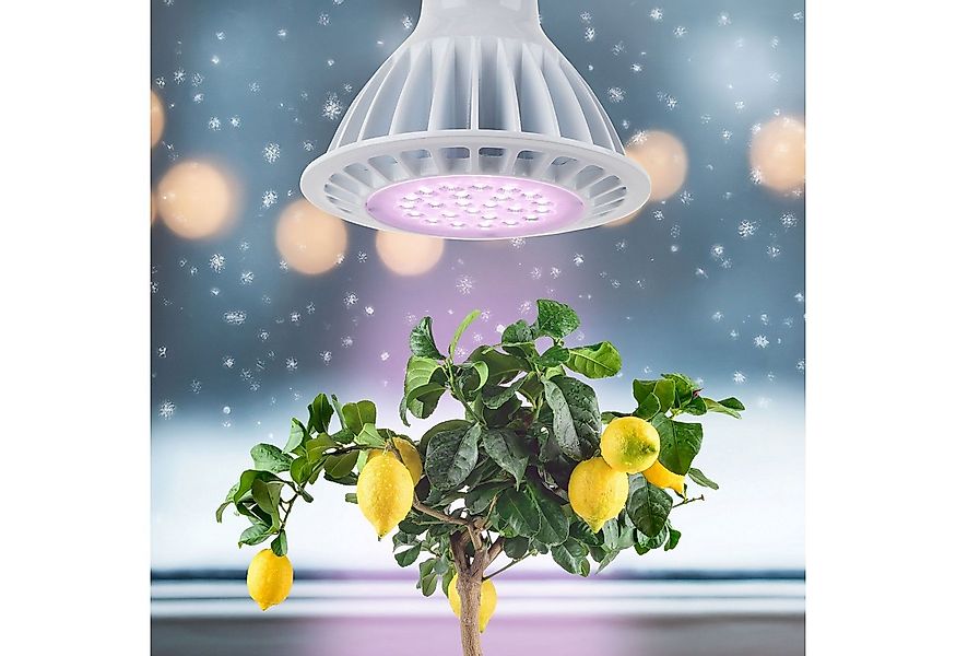 Meine Orangerie Pflanzenlampe SPOT – Spezialleuchte zur Überwinterung von P günstig online kaufen