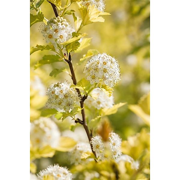 Physocarpus Opulifolius Darts Gold Gelblaubig 100–125 cm günstig online kaufen