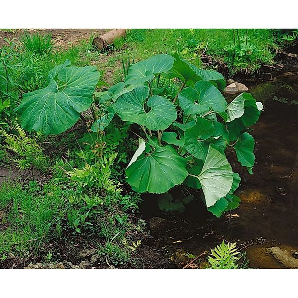 Petasites Albus Weißer Pestwurz Ca. 11x11 cm Topf günstig online kaufen