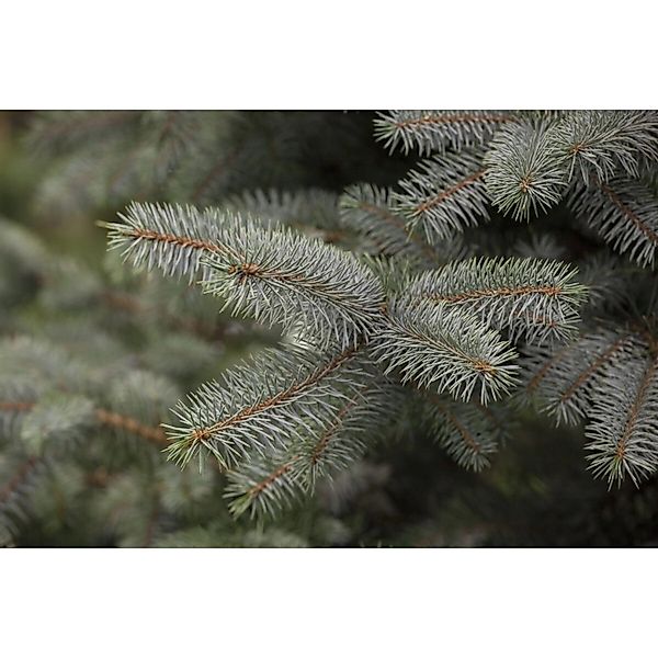 Picea Pungens Blue Diamond Blaufichte 25–30 cm günstig online kaufen