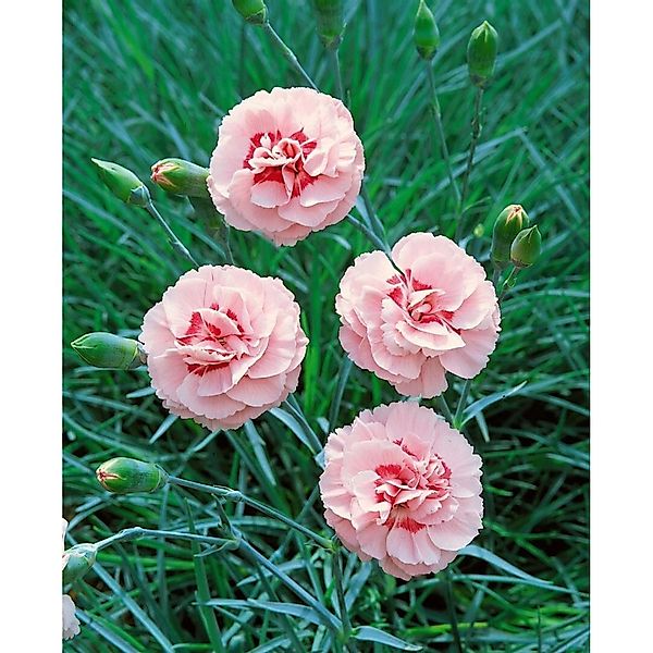 Dianthus Plumarius Doris Pfingstnelke Ca. 9x9 cm Topf günstig online kaufen