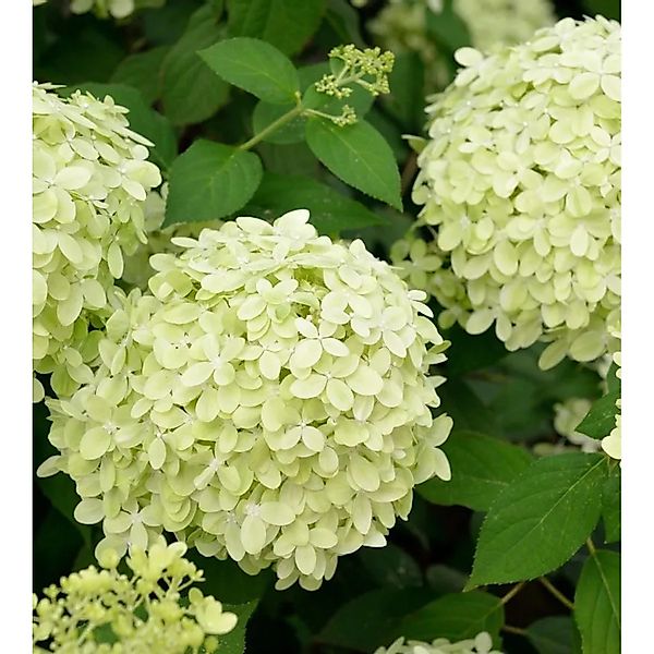 Rispenhortensie Little Fresco 30-40cm - Hydrangea paniculata günstig online kaufen