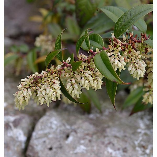 Traubenheide 40-60cm - Leucothoe fontanesiana günstig online kaufen