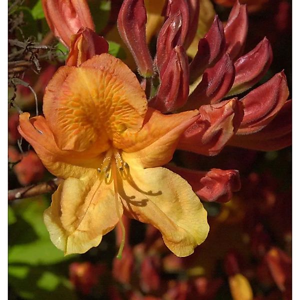 Azalee Sunte Nectarine 30-40cm - Rhododendron,uteum - Alpenrose günstig online kaufen