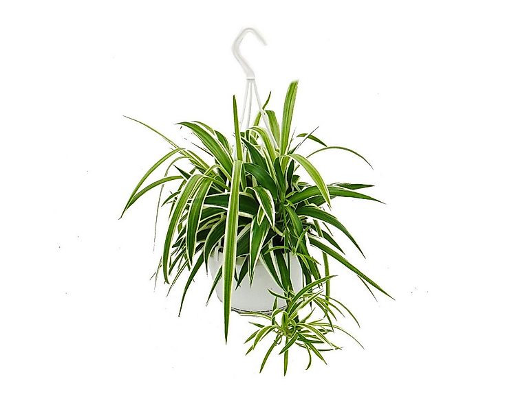 Exotenherz Zimmerpflanze Chlorophytum, Grünlilie, Ampelpflanze 15cm Topf günstig online kaufen