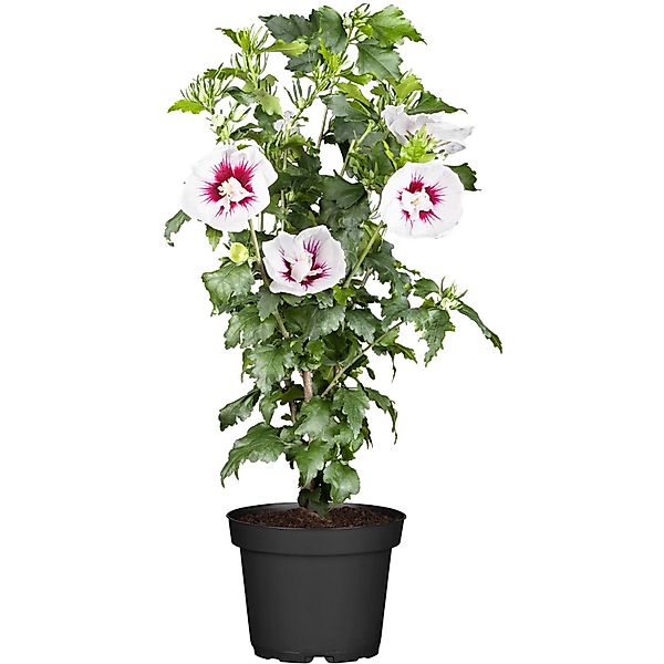 OBI Roseneibisch Rosa Höhe ca. 30 - 40 cm Topf ca. 3, Hibiscus günstig online kaufen