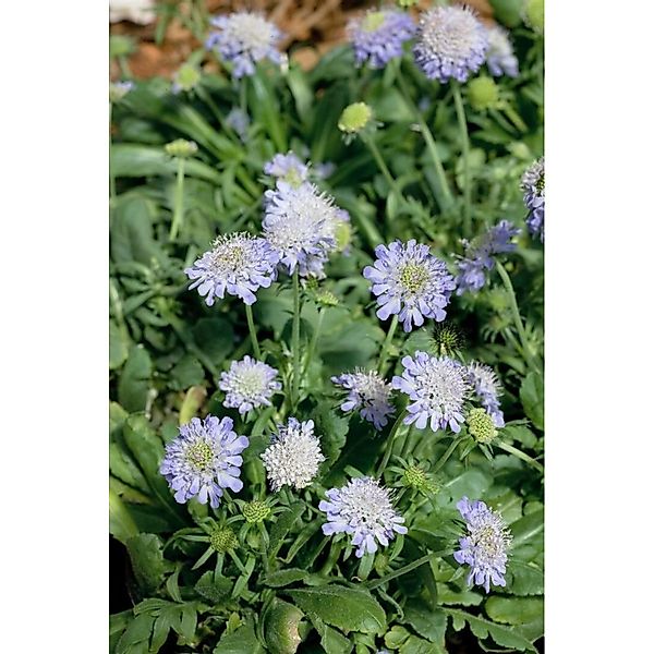 Scabiosa Japonica Var.alpina Japanische Skabiose Ca. 9x9 cm Topf günstig online kaufen