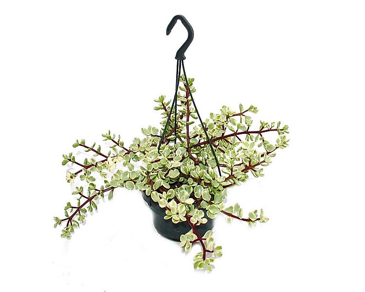 Exotenherz Kaktus Zimmerpflanze zum Hängen Portulacaria afra var. Jadebaum günstig online kaufen