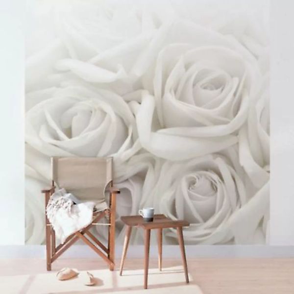 Bilderwelten Blumentapete Weiße Rosen weiß Gr. 288 x 288 günstig online kaufen