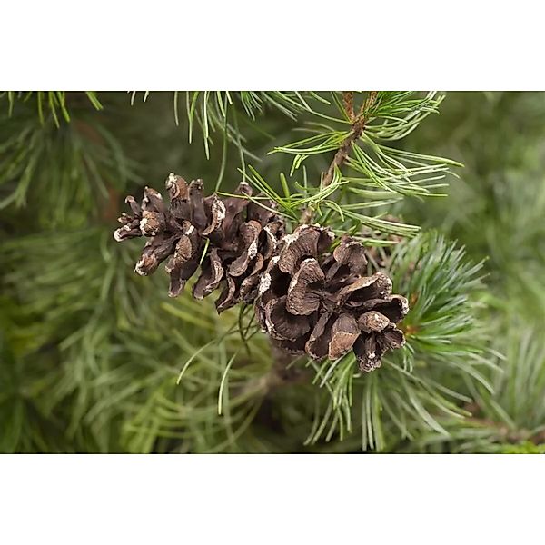 Pinus Parviflora Tempelhof Kiefer 20–25 cm günstig online kaufen