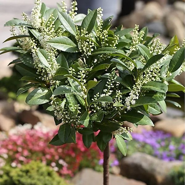 Hochstamm Zwerglorbeerkirsche Piri 60-80cm - Prunus,aurocerasus günstig online kaufen