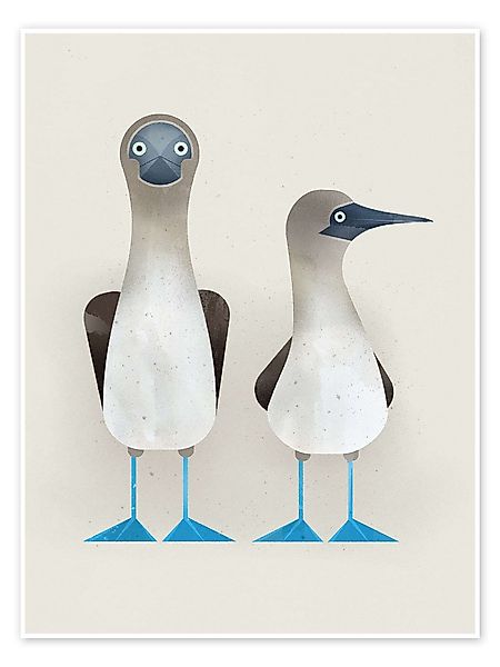 Posterlounge Poster Dieter Braun, Blaufußtölpel, Kinderzimmer günstig online kaufen