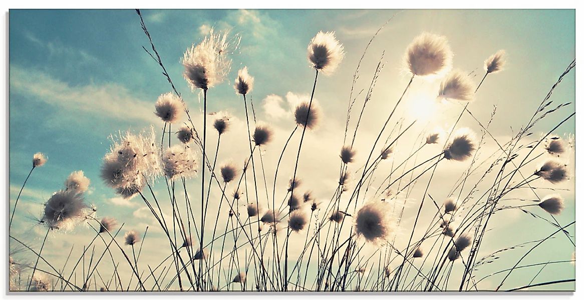 Artland Glasbild "Wollgras" Gräser 1 Stk. tlg. in verschiedenen Größen günstig online kaufen