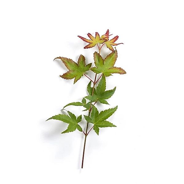 Acer Palmatum Herhaim Japanischer Ahorn 80–100 cm günstig online kaufen