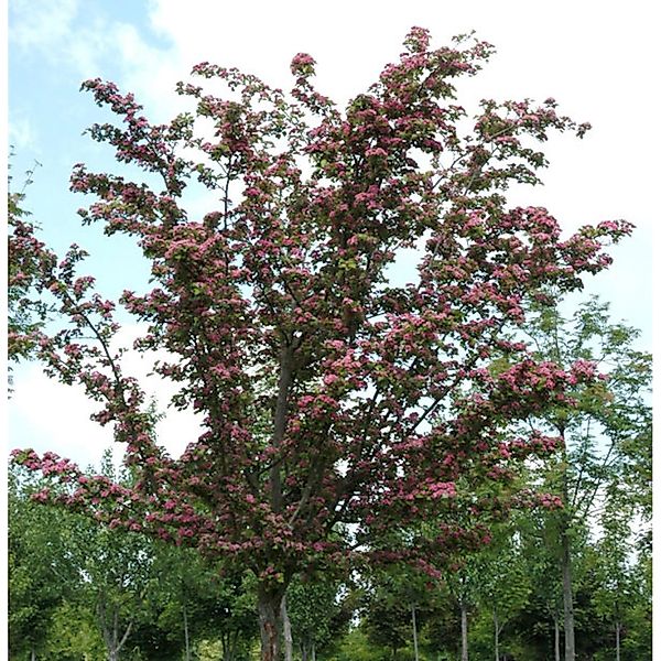 Kaskaden Rotdorn Crimson Cloud 80-100cm - Crataegus laevigata günstig online kaufen