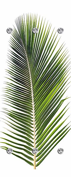 queence Garderobenleiste "Palme" mit 6 Haken, 50 x 120 cm günstig online kaufen