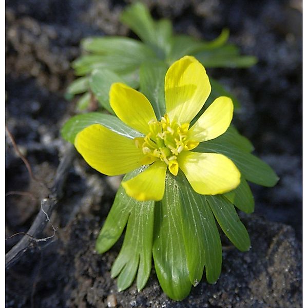 Winterling - Eranthis hyemalis günstig online kaufen