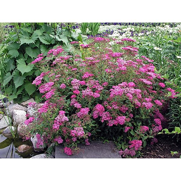 OBI Sommer-Spiere Anthony Waterer Rot Höhe 20 - 30 cm Topf ca. 3 l Spiraea günstig online kaufen